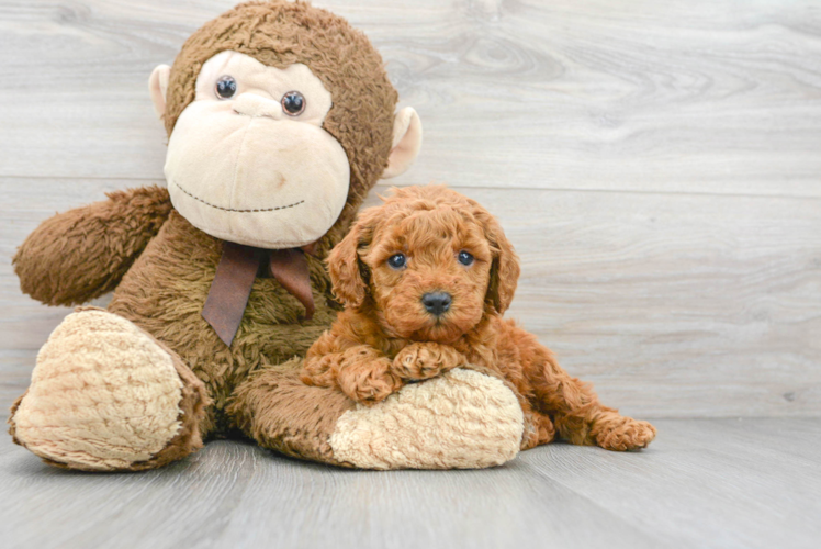 Mini Goldendoodle Pup Being Cute