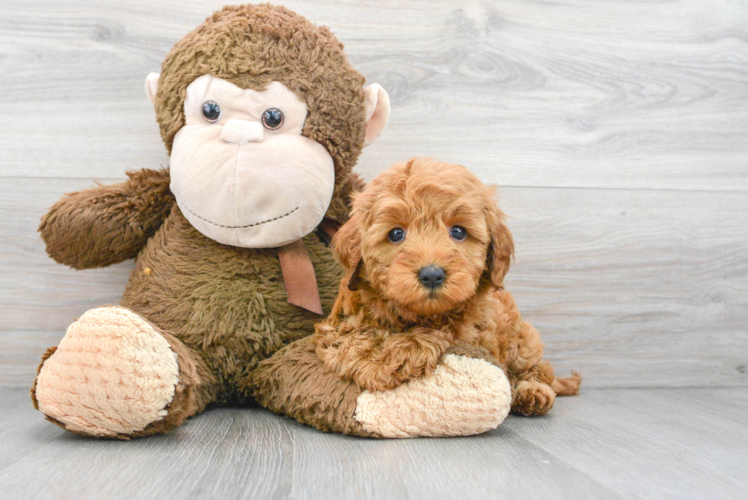 Cute Mini Goldendoodle Baby