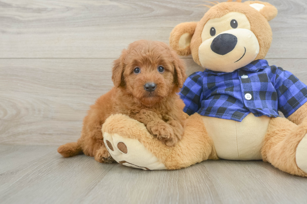 6 week old Mini Goldendoodle Puppy For Sale - Puppy Love PR