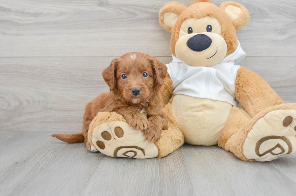5 week old Mini Goldendoodle Puppy For Sale - Puppy Love PR