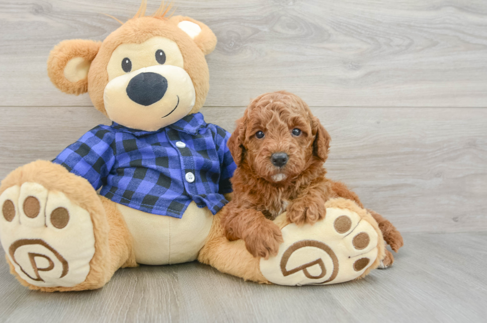 5 week old Mini Goldendoodle Puppy For Sale - Puppy Love PR