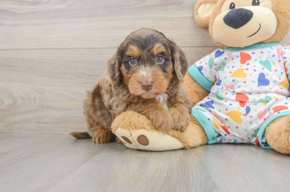 6 week old Mini Goldendoodle Puppy For Sale - Puppy Love PR