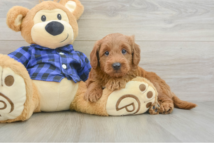Energetic Golden Doodle Poodle Mix Puppy