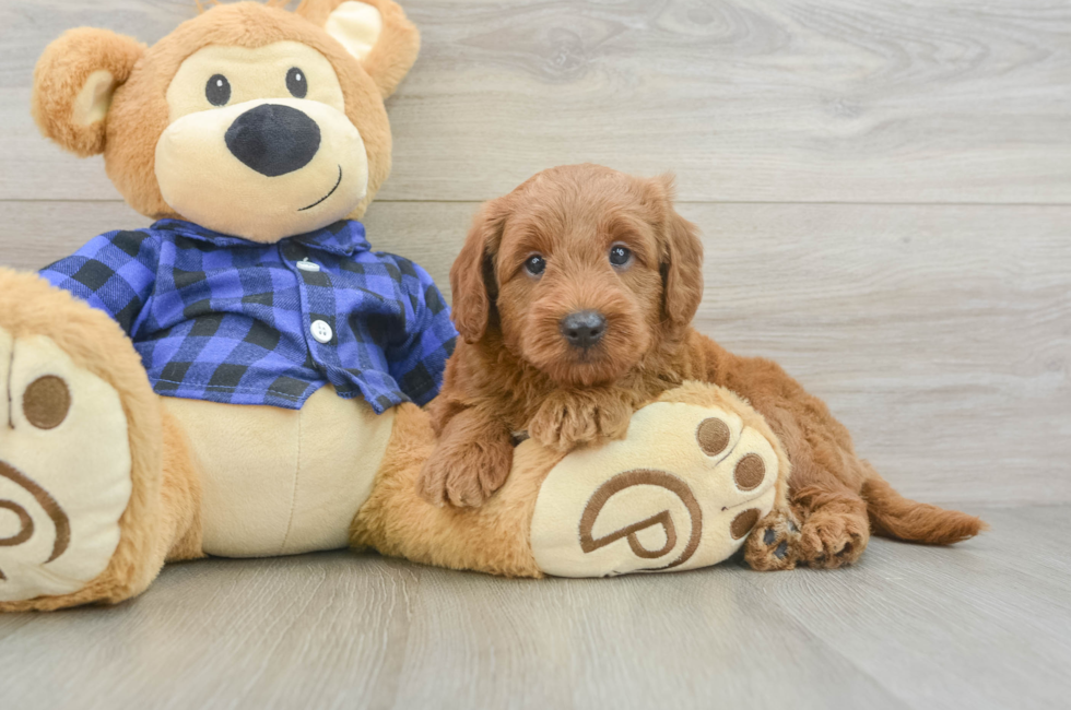 6 week old Mini Goldendoodle Puppy For Sale - Puppy Love PR