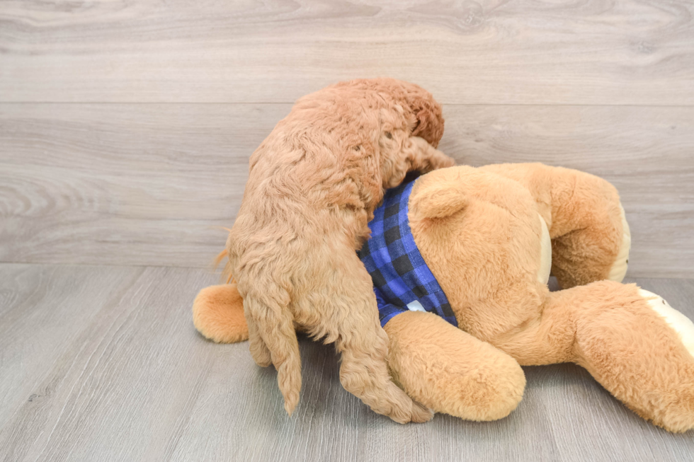 Sweet Mini Goldendoodle Baby