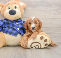 7 week old Mini Goldendoodle Puppy For Sale - Puppy Love PR