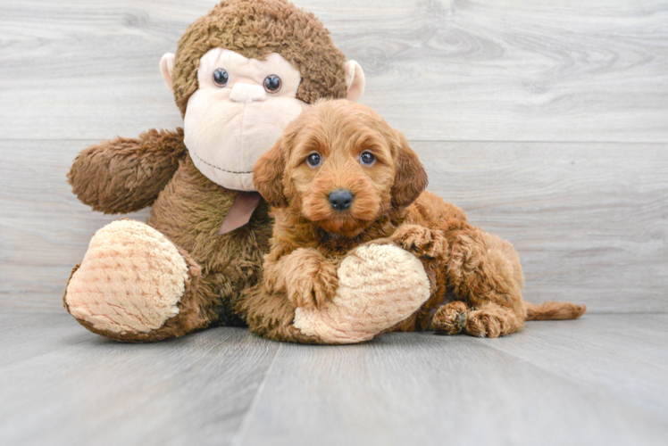 Meet Hardy - our Mini Goldendoodle Puppy Photo 1/3 - Puppy Love PR Best Mini Goldendoodle Baby