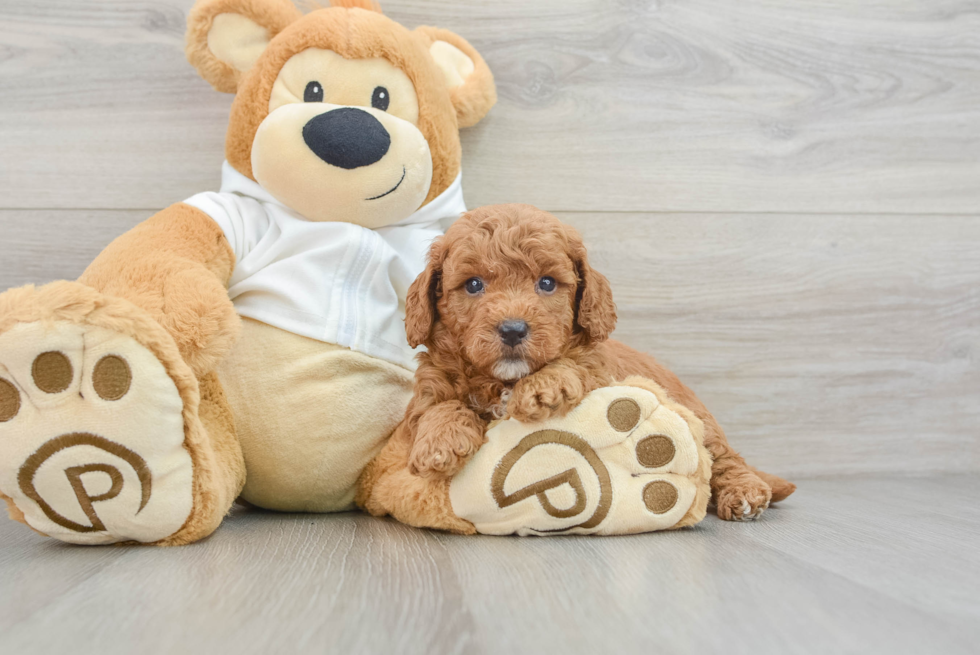 Cute Mini Goldendoodle Baby