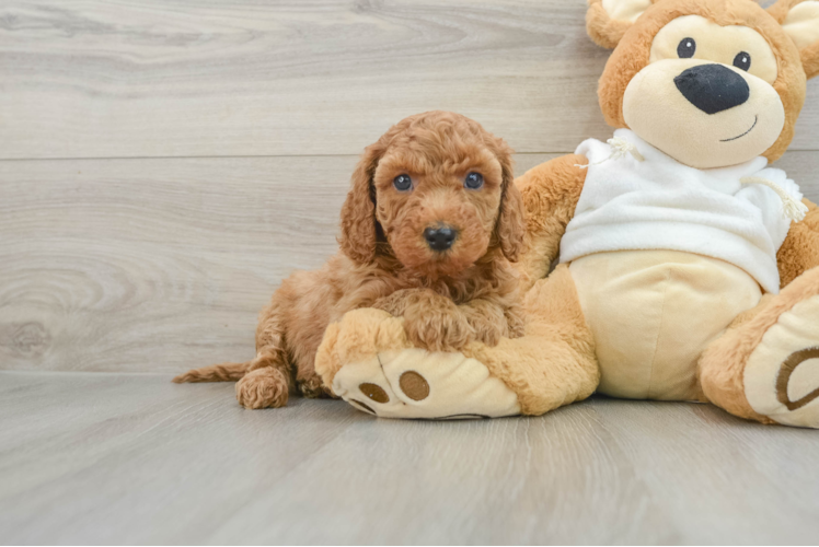 Meet Harlem - our Mini Goldendoodle Puppy Photo 1/3 - Puppy Love PR Playful Mini Groodle Poodle Mix Puppy