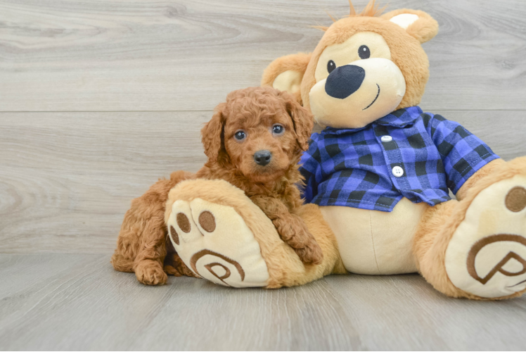 Meet Harlem - our Mini Goldendoodle Puppy Photo 1/3 - Puppy Love PR Mini Goldendoodle Pup Being Cute