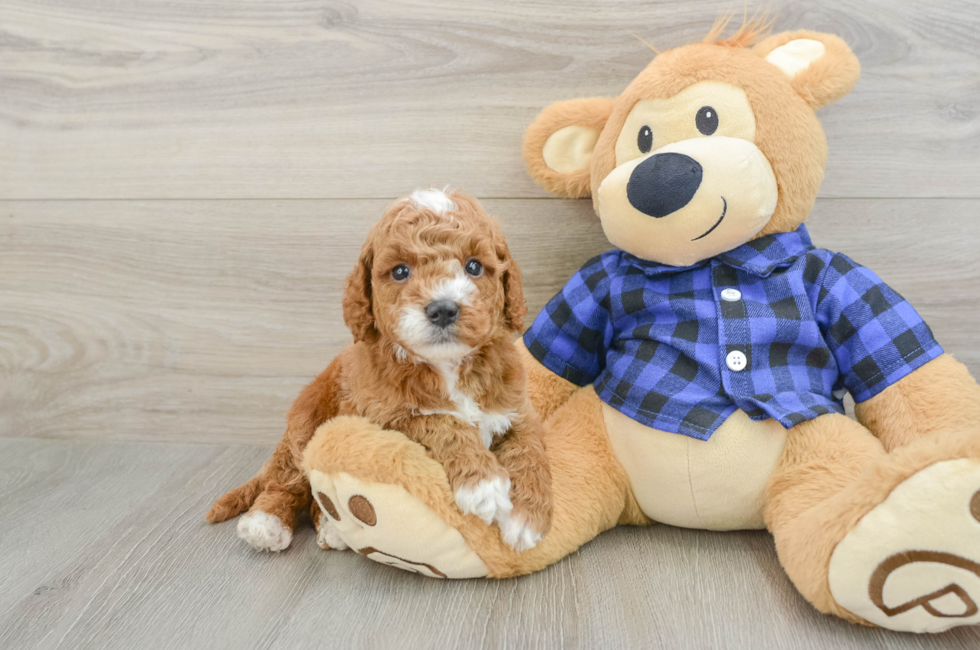 5 week old Mini Goldendoodle Puppy For Sale - Puppy Love PR