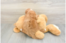 Playful Mini Groodle Poodle Mix Puppy