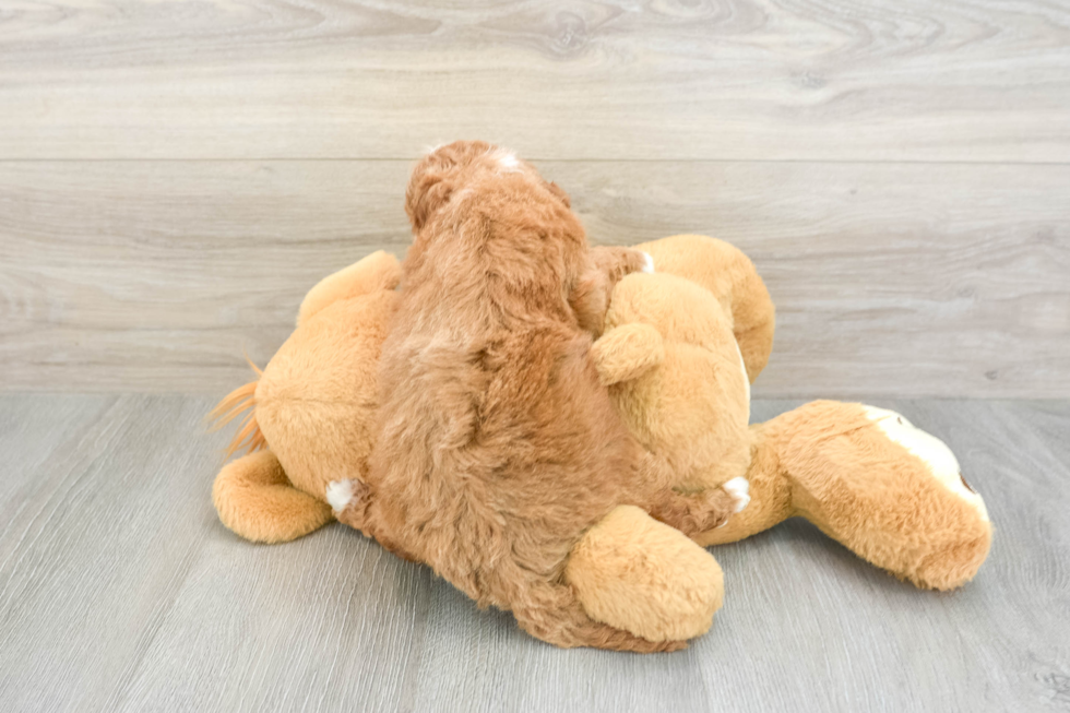 Playful Mini Groodle Poodle Mix Puppy