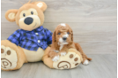 Hypoallergenic Mini Goldiepoo Poodle Mix Puppy