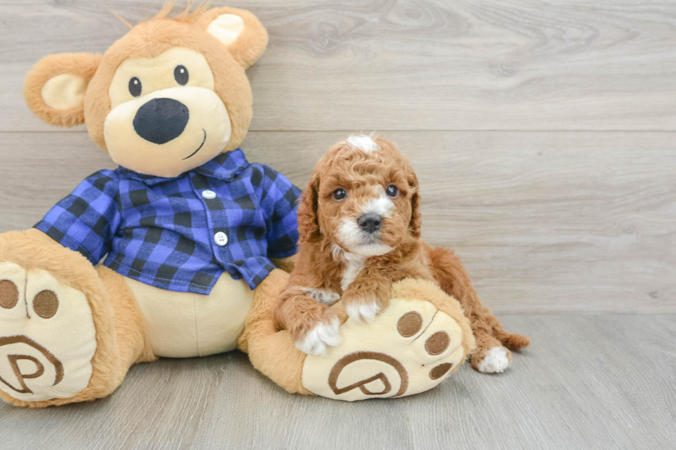 Hypoallergenic Mini Goldiepoo Poodle Mix Puppy