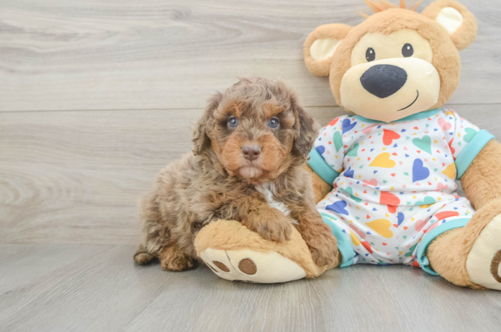 6 week old Mini Goldendoodle Puppy For Sale - Puppy Love PR