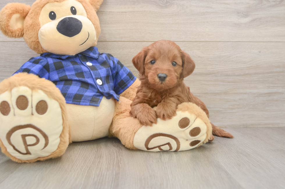 5 week old Mini Goldendoodle Puppy For Sale - Puppy Love PR