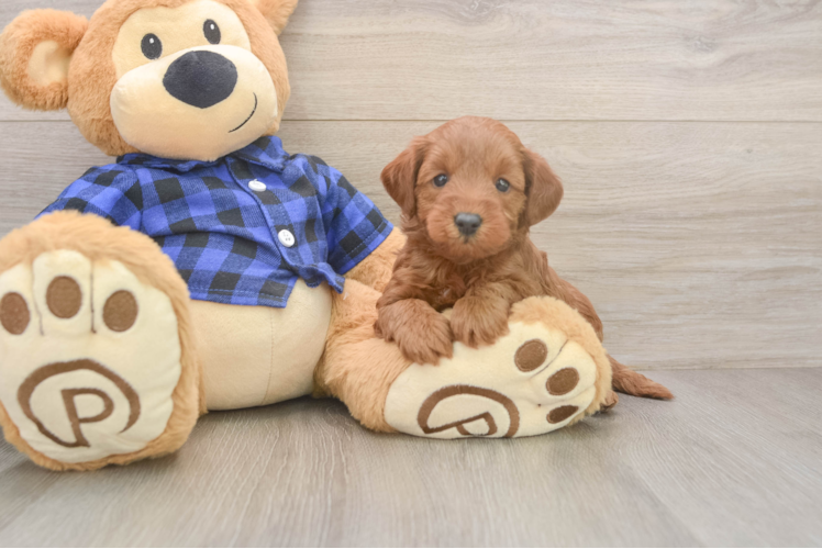 Meet Harlem - our Mini Goldendoodle Puppy Photo 1/3 - Puppy Love PR Mini Goldendoodle Puppy for Adoption