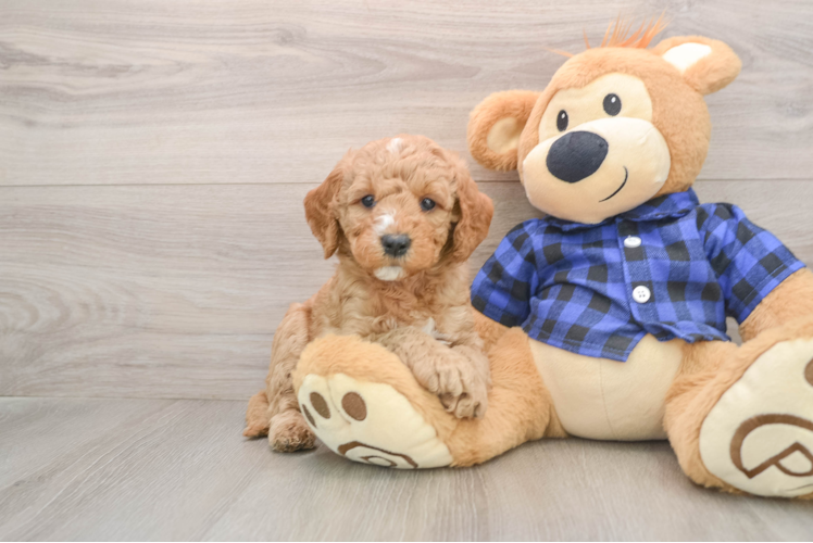 Petite Mini Goldendoodle Poodle Mix Pup