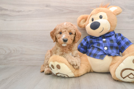 Petite Mini Goldendoodle Poodle Mix Pup
