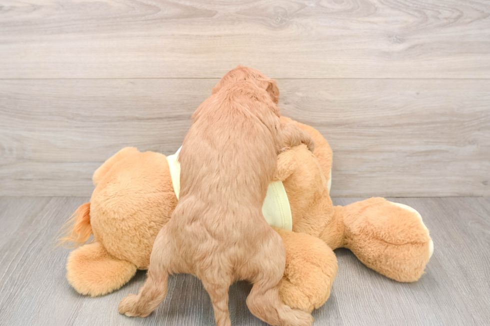 Happy Mini Goldendoodle Baby