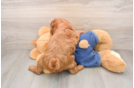 Best Mini Goldendoodle Baby