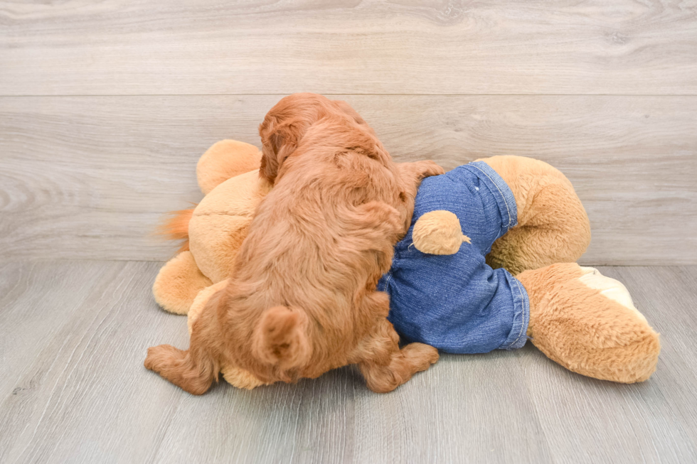 Best Mini Goldendoodle Baby