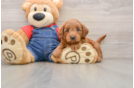 Mini Goldendoodle Puppy for Adoption