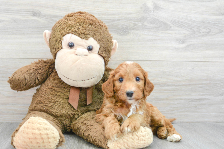 Sweet Mini Goldendoodle Baby