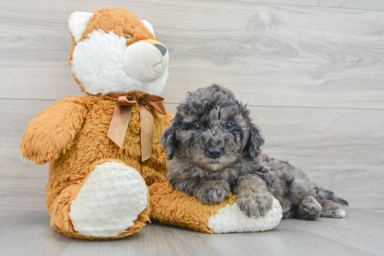 Meet Harley - our Mini Goldendoodle Puppy Photo 1/3 - Puppy Love PR Best Mini Goldendoodle Baby