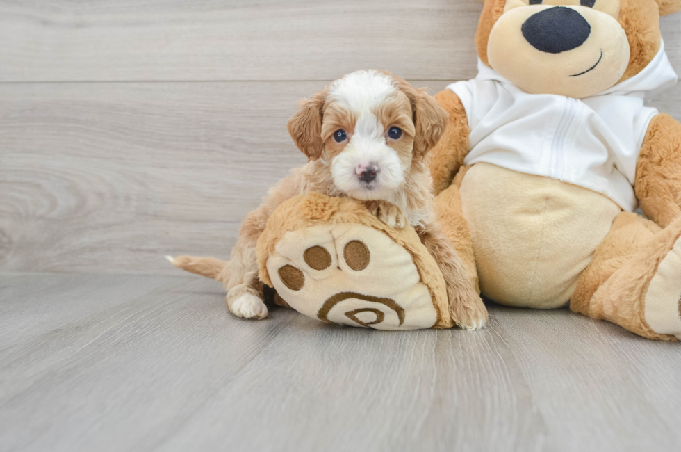 5 week old Mini Goldendoodle Puppy For Sale - Puppy Love PR