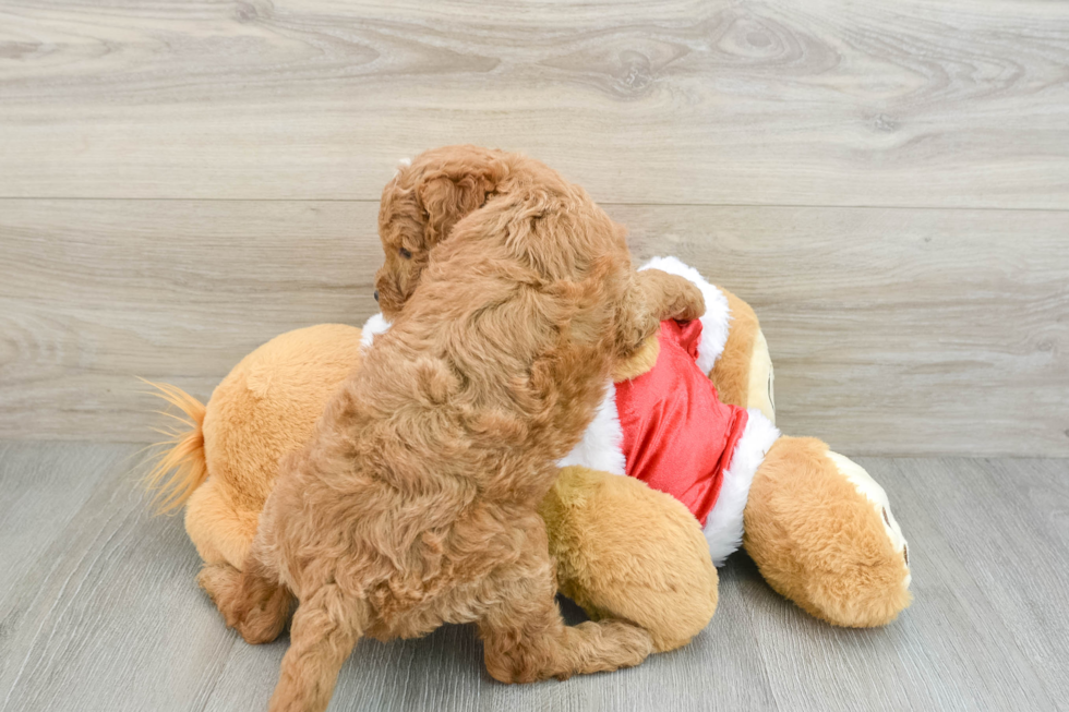 Mini Goldendoodle Pup Being Cute