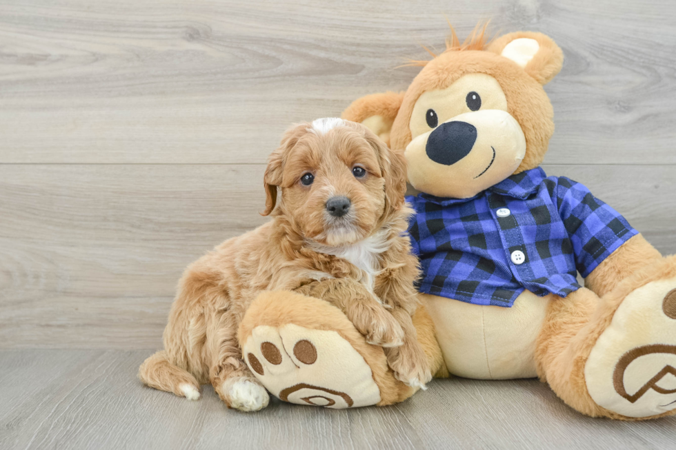 Best Mini Goldendoodle Baby