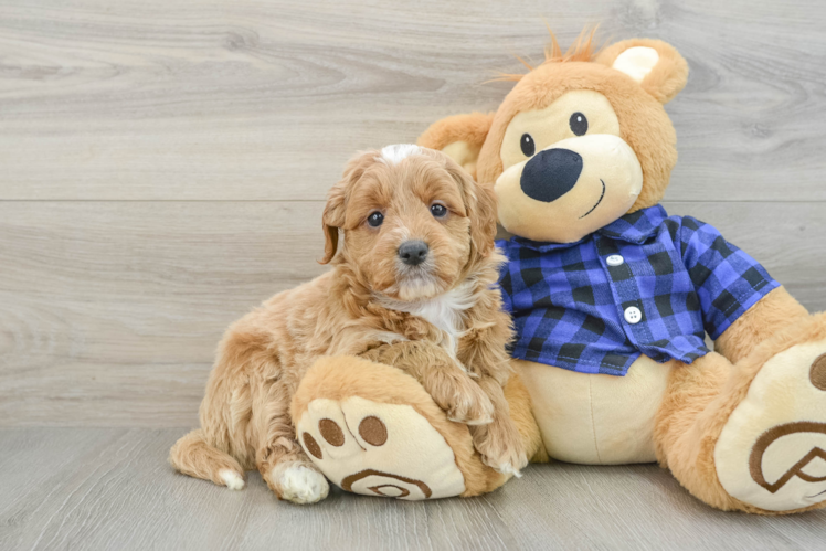 Meet Harley - our Mini Goldendoodle Puppy Photo 1/3 - Puppy Love PR Best Mini Goldendoodle Baby