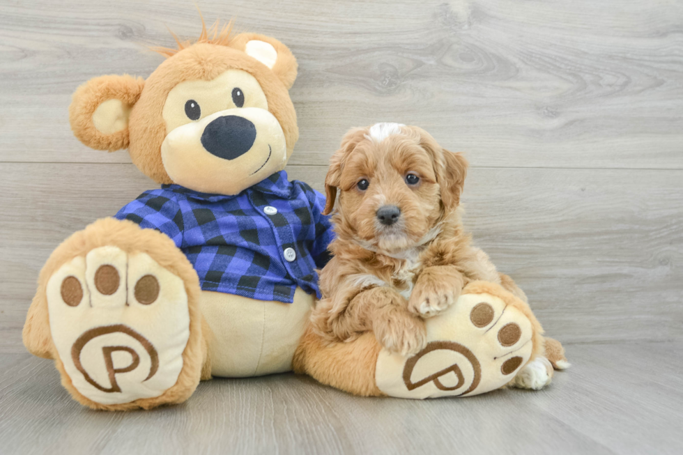 Best Mini Goldendoodle Baby