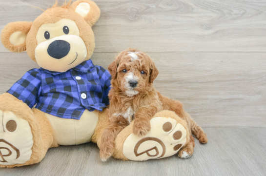 Best Mini Goldendoodle Baby