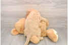 Happy Mini Goldendoodle Baby