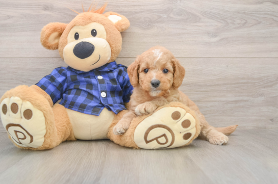 Hypoallergenic Mini Goldiepoo Poodle Mix Puppy