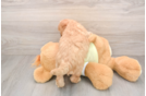 Mini Goldendoodle Puppy for Adoption