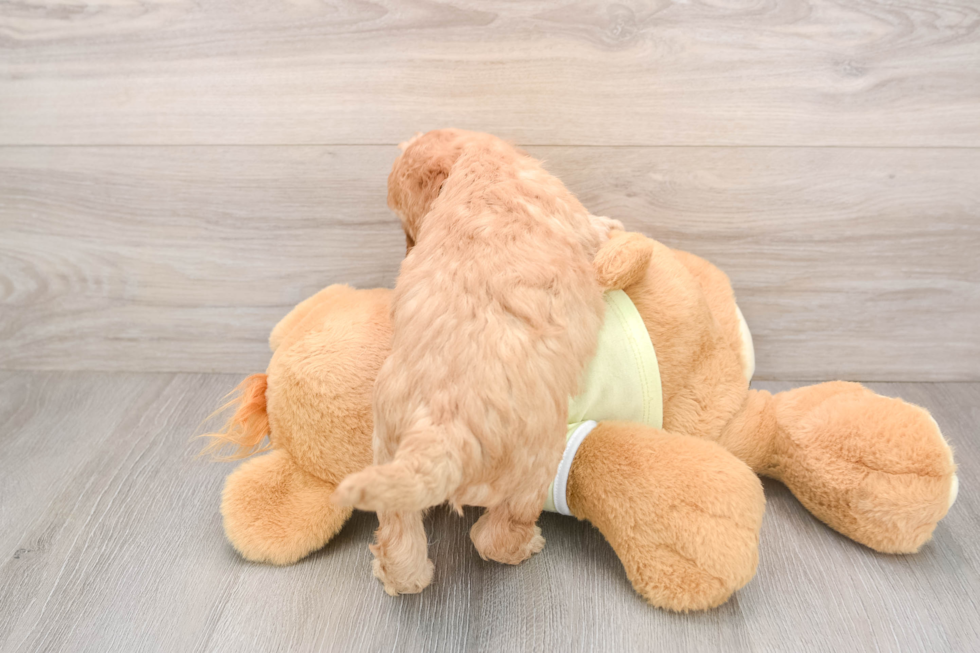 Mini Goldendoodle Puppy for Adoption