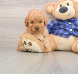 7 week old Mini Goldendoodle Puppy For Sale - Puppy Love PR