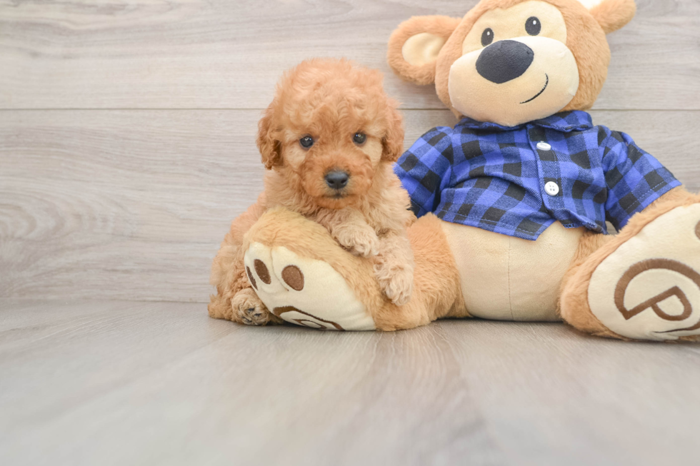 Adorable Golden Retriever Poodle Mix Poodle Mix Puppy