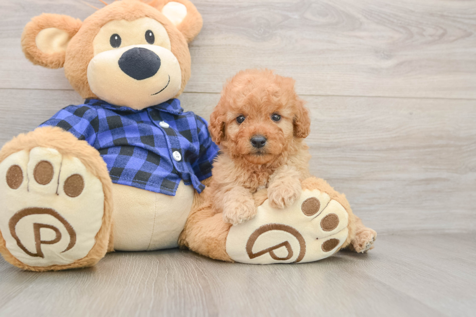 Sweet Mini Goldendoodle Baby