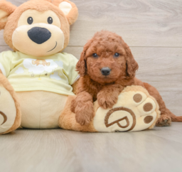 7 week old Mini Goldendoodle Puppy For Sale - Puppy Love PR