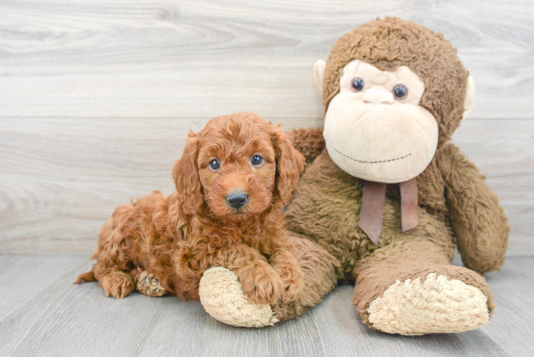 Meet Harley - our Mini Goldendoodle Puppy Photo 1/3 - Puppy Love PR Mini Goldendoodle Pup Being Cute