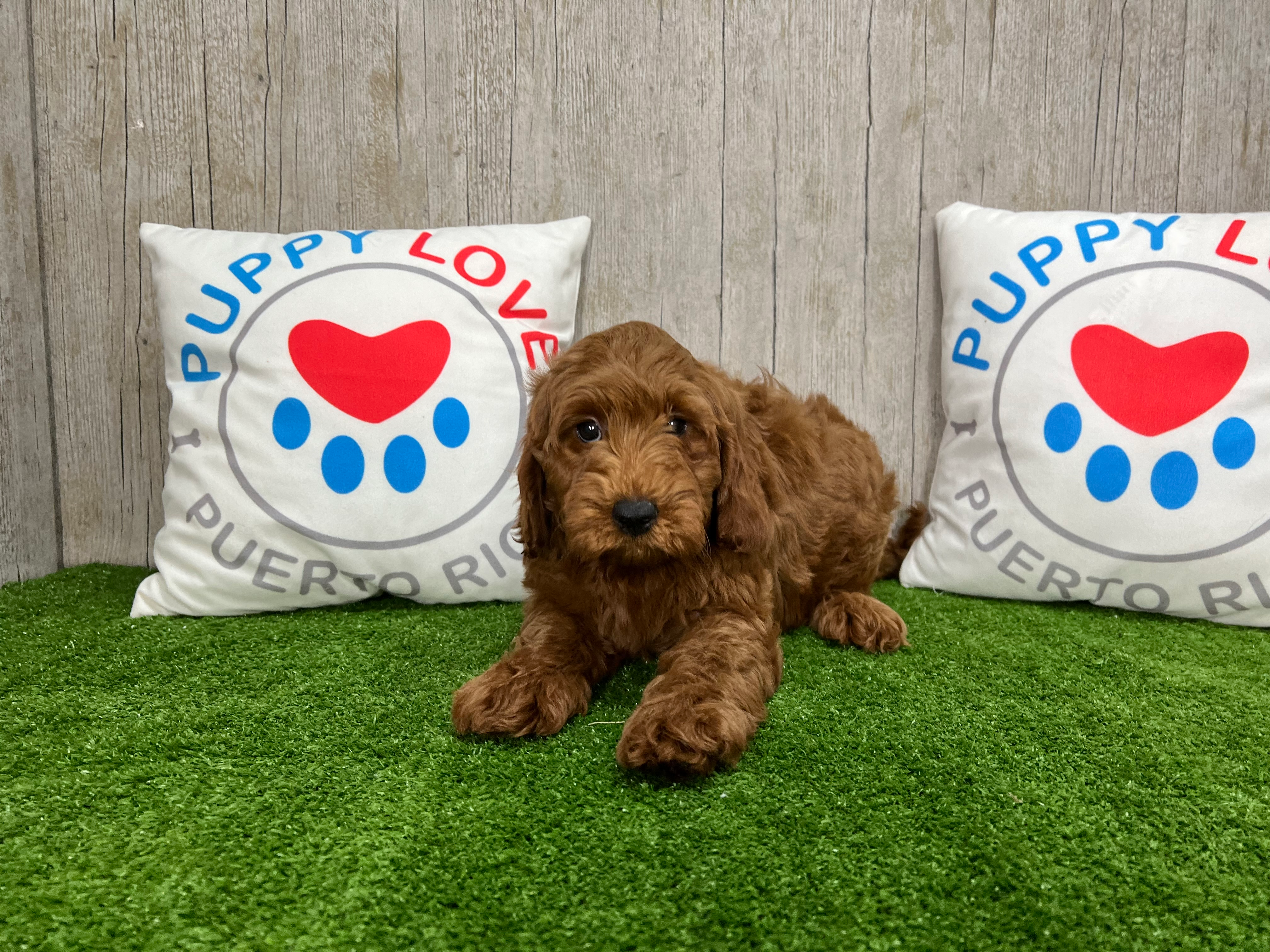 Cute Golden Retriever Poodle Mix Puppy