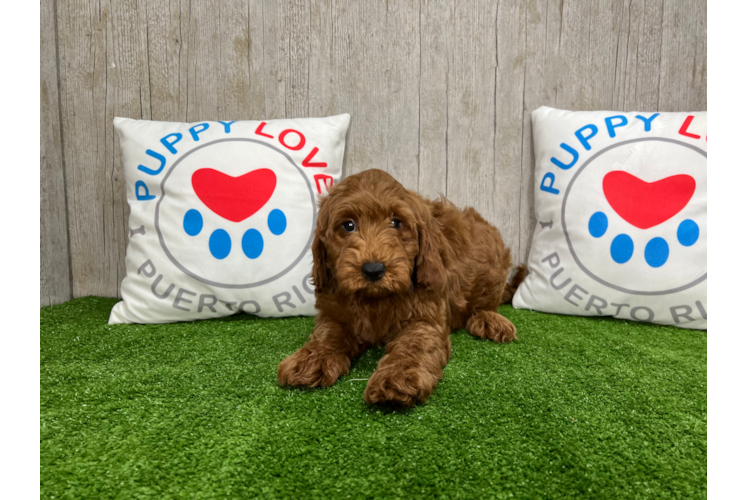 Cute Golden Retriever Poodle Mix Puppy