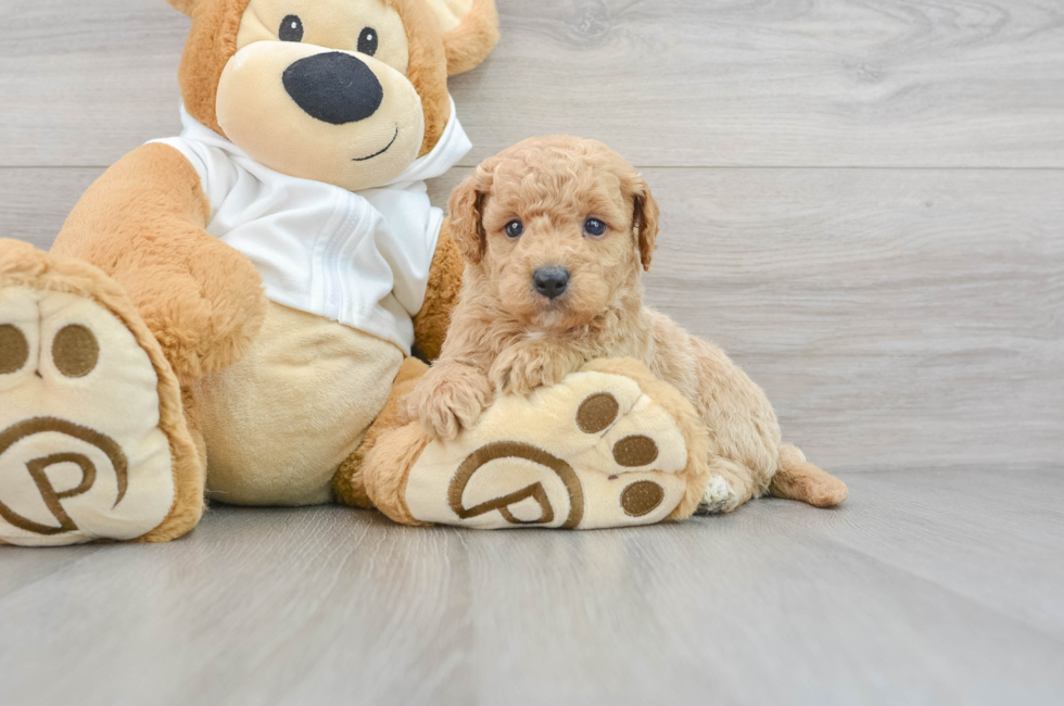 5 week old Mini Goldendoodle Puppy For Sale - Puppy Love PR