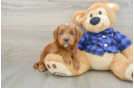 Funny Mini Goldendoodle Poodle Mix Pup