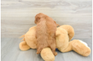 Mini Goldendoodle Pup Being Cute